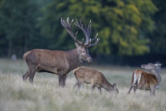 Red deer (Cervus elaphus), with mud in antlers standing in a meadow with adult and calf, rutting,