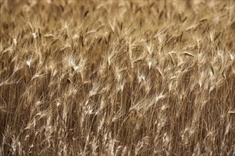 Ripe barley (Hordeum vulgare), Provence, France, Europe