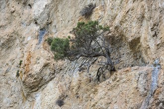 Mountain pine (Pinus mugo) growing in rock face, Trevans gorge, Gorges de Trévans, near Estoublon,