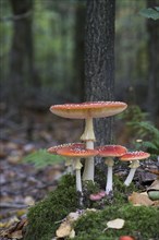 Fly agarics (Amanita muscaria), Emsland, Lower Saxony, Germany, Europe