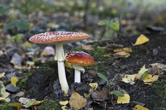 Fly agarics (Amanita muscaria), Emsland, Lower Saxony, Germany, Europe