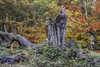 Old copper beeches (Fagus sylvatica) in the Hutewald Halloh, Hesse, Lower Saxony