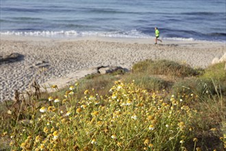 Camomile blossom by the wayside, behind a jogger on the beach, Camí de Cavalls, Menorca, Balearic