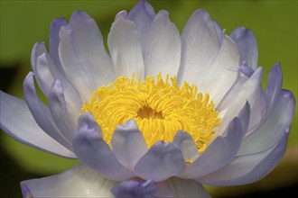 Giant water lily (Nymphaea gigantea), giant water lily