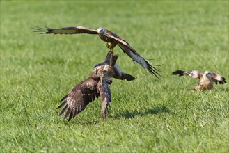 Red Kite (Milvus) attacks Steppe buzzard (Buteo buteo) milvus), Steppe buzzard, Milvus, Lower