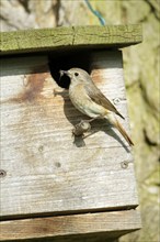 Redstart (Phoenicurus phoenicurus), female at nestbox, with food, Lower Saxony, Germany, Europe