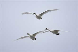 Trumpeter swans (Cygnus buccinator), Minnesota, releasable, USA, North America