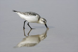 Sanderling (Calidris alba) in winter plumage, Costa Verde, Spain, side, Europe