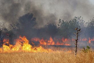 Slash-and-burn, controlled burning of grasslands in the Sahel, Ghana, West Africa, Africa