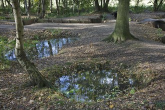 Trenches from the First World War in the Sanctuary Wood Museum Hill 62 in Zillebeke, Belgium,