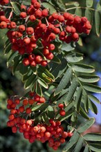 European european rowan (Sorbus aucuparia) with leaves and red berries