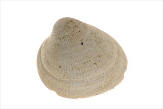 Norwegian egg cockle (Laevicardium crassum), Flat-ribbed cockles, Norwegian cockle, Norwegian