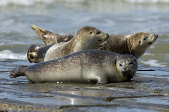 Harbour seal (Phoca vitulina), Common seal, Common seals, Marine mammals, Predators, Seals,