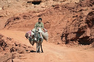 Berber boy riding on a heavily loaded african wild ass (Equus asinus) loaded with goods for the