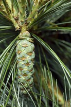 Eastern white pine, northern white pine (Pinus strobus), Weymouth pine, soft pine showing