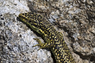 Carpetane rock lizard, Cyren's rock lizard (Iberolacerta cyreni) (Lacerta cyreni) basking in the