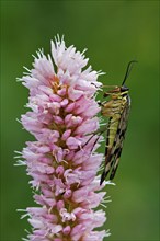 Common scorpionfly, common scorpionflies (Panorpa communis), Beak fly, Beak flies, Other animals,