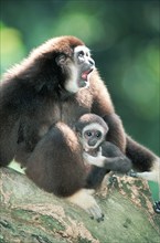 White-handed gibbons (Hylobates lar), female with young