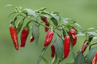 Hot chillies (Capsicum annuum), peppers, pepperoni