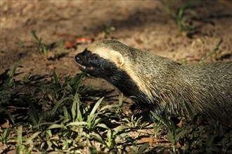 Little Grison, lesser grison (Galictis cuja), Brazil, South America