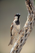 House Sparrow (Passer domesticus), male, Sonora Desert, Arizona, USA, North America