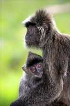 Silver-winged monkey, female with young, Labuk Bay, Sabah, Borneo (Presbytis cristatus), silvery