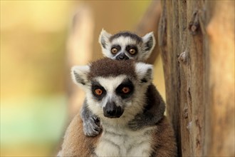 Ring-tailed Lemurs (Lemur catta), female with young, Berenty Reserve, Madagascar, Africa