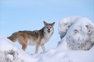 Coyote (Canis latrans), Montana, USA, side, North America