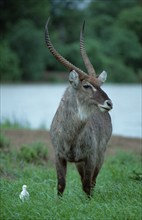 Waterbuck, male, Kruger national park, South Africa (Kobus ellipsiprymnus ellipsiprymnus)