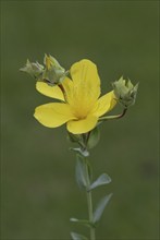 Aaronsbeard rose-of-sharon (Hypericum calycinum)