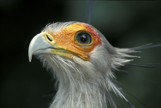 Secretary bird (Sagittarius serpentarius), South Africa, Africa