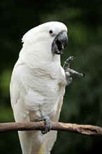 White Cockatoo (Cacatua alba)