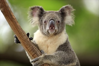 Koala (Phascolarctos cinereus), Australia, Oceania