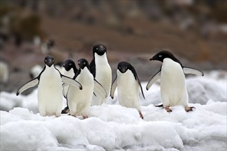 Adelie Penguin (Pygoscelis adeliae), group walking in snow, Antarctica, Half Moon Isalnd, Weddell