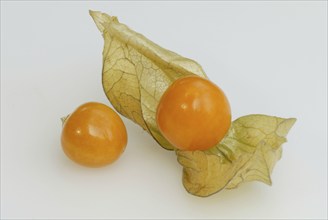 Cape gooseberry (Physalis peruviana), physalis, Andean berry, golden berry, crop, nightshade