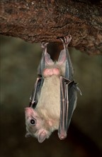 Egyptian egyptian fruit bat (Rousettus aegyptiacus), Egyptian Fruit Bat