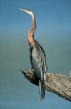 African darter (Anhinga rufa), Pilanesberg Park, South Africa nish darter, animals, bird, birds,