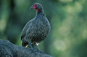 Swainson's Francolin (Francolinus swainsonii), Pilanesberg National Park, South Africa, swainson's