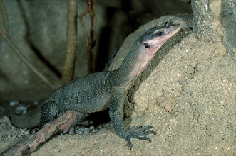 Peach-throated Monitor (Varanus jobiensis), Sepik-Waran