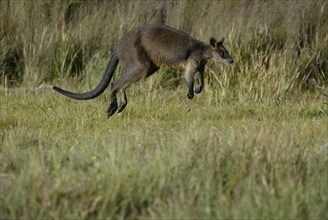 Swamp Wallaby (Wallabia bicolor), Sumpfwallaby, freistellbar