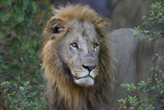 Lion (Panthera leo), male in bushes, animal portrait, Khwai region, North-West District, Okavango