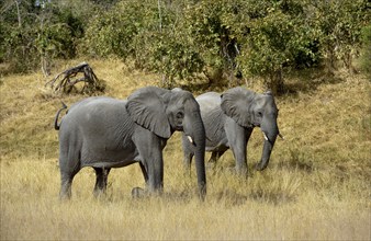 African elephants (Loxodonta africana) walking through bush landscape, Savuti, Chobe National Park,