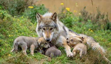 A she-wolf cuddles with her litter of young pups, her kittens, KI Generated