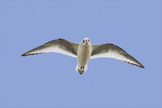 Ross's gull (Rhodostethia rosea) (Hydrocoloeus roseus) flying in non-breeding plumage, native to