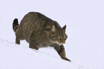 European wildcat (Felis silvestris silvestris) hunting in the snow in winter