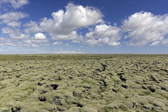 Eldhraun lava field covered in woolly fringemoss (Racomitrium lanuginosum), woolly fringe moss,