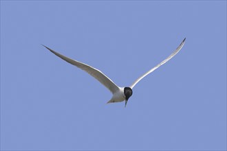 Gull-billed tern (Gelochelidon nilotica) (Sterna nilotica) in flight hovering while hunting for