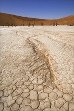 Dead (Acacia erioloba) trees in Deadvlei, Dead Vlei, a white clay pan in the Namib-Naukluft