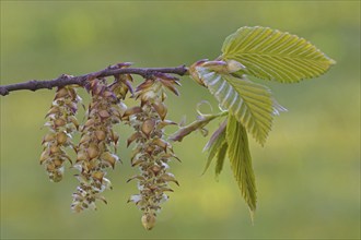 European hornbeam (Carpinus betulus), common hornbeam twig with freshly emerged leaves and male