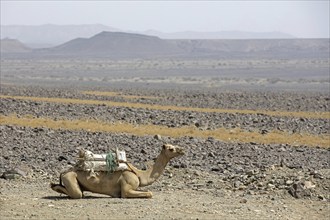 Camel resting in the Danakil depression, lowest and hottest place on Earth and site where